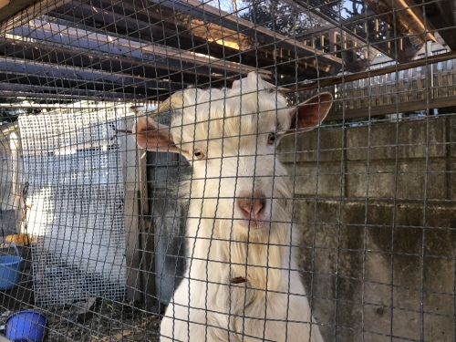 [工事部Sの日常1]_d0176793_21132879.jpeg